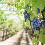 Vigne raison noir
